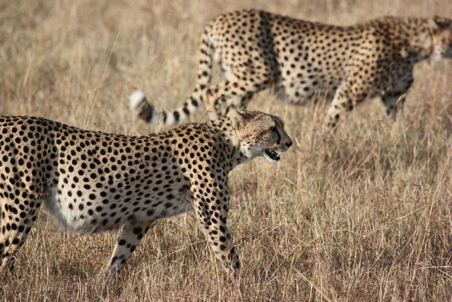Cheetahs Maasai Mara
