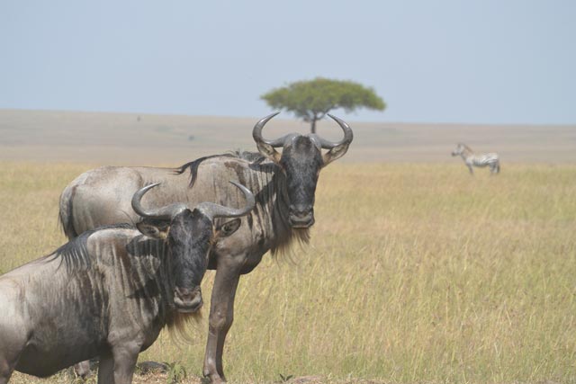 Wildebeests Serengeti, Tanzania