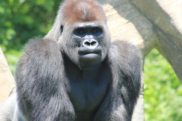 Silver back gorilla Rwanda